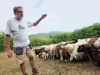 Tatovi so jim zvezali noge: Bojim se, da jih bodo preprosto zaklali