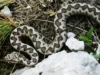 Štiriletnega dečka presenetil modras, končal je na intenzivni negi