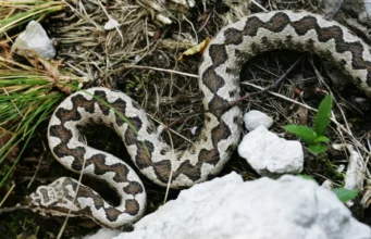 Štiriletnega dečka presenetil modras, končal je na intenzivni negi