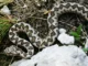 Štiriletnega dečka presenetil modras, končal je na intenzivni negi