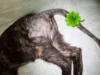 Po očitkih, da dežurna veterinarka na Ptuju ni pomagala poškodovani mački, zdaj spregovorila zbornica