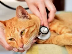 GROZLJIVO, KAJ SE JE ZGODILO V SLOVENIJI! Mačka se je po več dneh vrnila domov, veterinar pa je odkril nekaj pretresljivega!