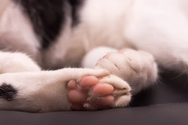 GROZLJIVO, KAJ SE JE ZGODILO V SLOVENIJI! Mačka se je po več dneh vrnila domov, veterinar pa je odkril nekaj pretresljivega!