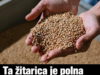 To žito je polno koristnih hranil: podpira kosti, prebavo in naravno tvorbo kolagena