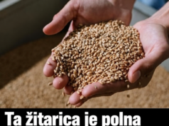 To žito je polno koristnih hranil: podpira kosti, prebavo in naravno tvorbo kolagena