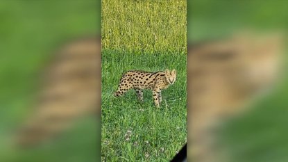 GROZLJIVO, KAJ SE JE ZGODILO V SLOVENIJI! Mačka se je po več dneh vrnila domov, veterinar pa je odkril nekaj pretresljivega!