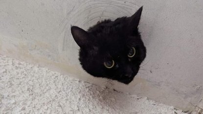 GROZLJIVO, KAJ SE JE ZGODILO V SLOVENIJI! Mačka se je po več dneh vrnila domov, veterinar pa je odkril nekaj pretresljivega!