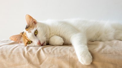 GROZLJIVO, KAJ SE JE ZGODILO V SLOVENIJI! Mačka se je po več dneh vrnila domov, veterinar pa je odkril nekaj pretresljivega!